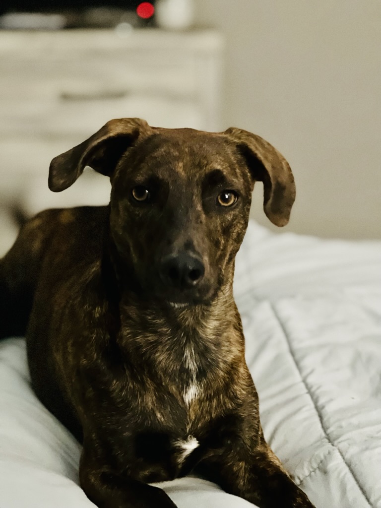 photo of coal the daschund mix