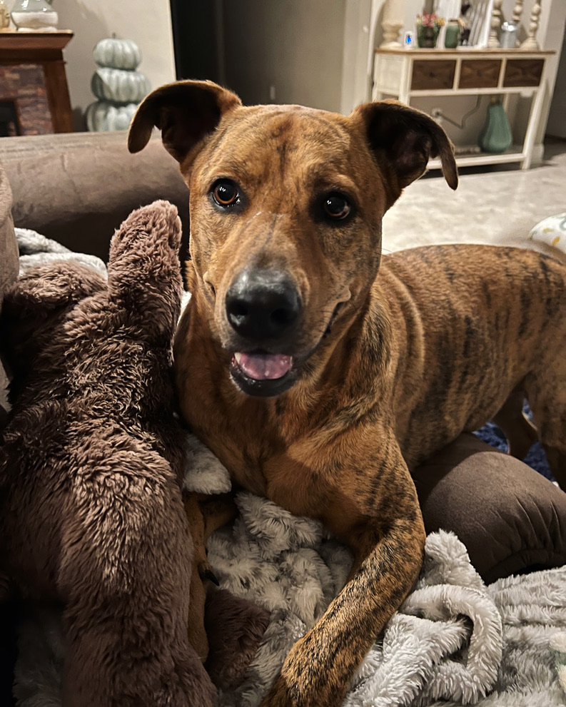 photo of cooper the shepard mix